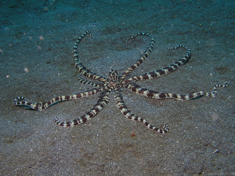 Mimic Octopus